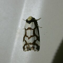 Scaptesyle dichotoma