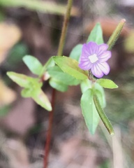 Epilobium ciliatum