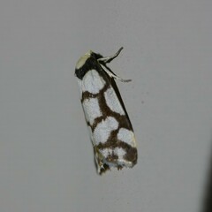 Scaptesyle dichotoma