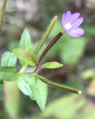 Epilobium ciliatum