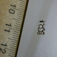 Scaptesyle dichotoma