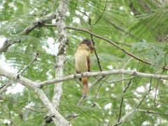 Pachyramphus aglaiae