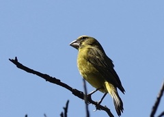 Crithagra sulphurata