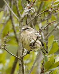 Setophaga coronata
