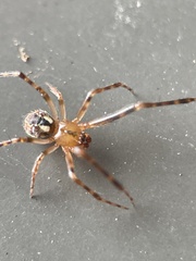 Cryptachaea veruculata