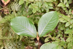 Viburnum cassinoides image