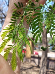 Chloroleucon tenuiflorum