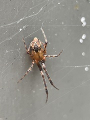 Cryptachaea veruculata