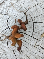 Chloroleucon tenuiflorum