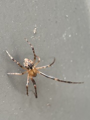 Cryptachaea veruculata