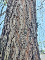 Chloroleucon tenuiflorum