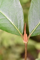 Viburnum cassinoides image