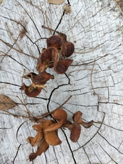 Chloroleucon tenuiflorum