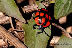 Stiretrus decastigmus