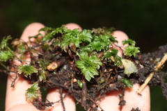 Rhodobryum