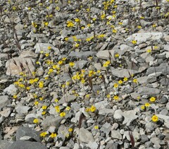 Eriophyllum wallacei