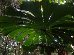 Licuala ramsayi