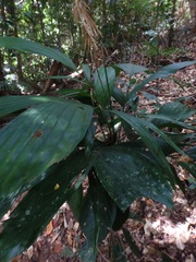 Linospadix microcaryus