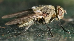 Pollenia rudis