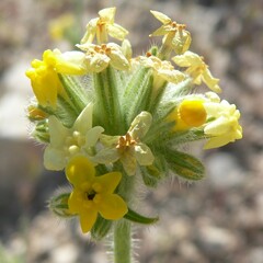 Oreocarya confertiflora