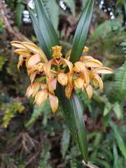 Maxillaria