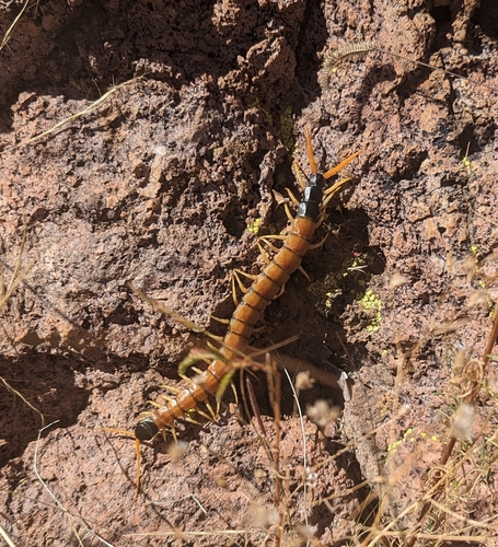 Giant desert centipede