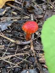Hygrocybe coccinea