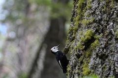 Dryobates albolarvatus