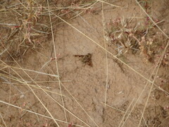 Poecilanthrax arethusa