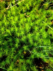 Polytrichum commune
