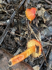 Hygrocybe coccinea
