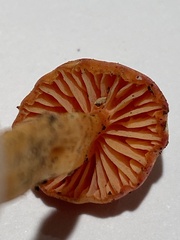 Hygrocybe coccinea