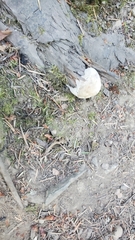 Spongiporus leucospongia