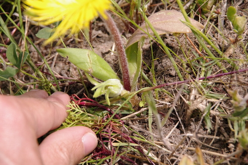 Image of Carpanthea pomeridiana by (c) Eric Knight, some rights reserved (CC BY)