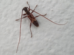 Compsibidion graphicum
