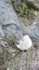 Spongiporus leucospongia