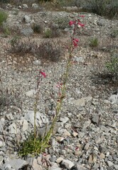 Penstemon utahensis