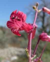 Penstemon utahensis