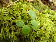 Hydrocotyle americana