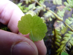 Hydrocotyle americana