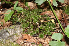 Rhodobryum