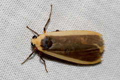 Brunia dorsalis