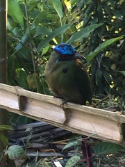 Momotus aequatorialis