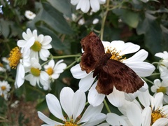 Achlyodes busirus