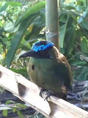 Momotus aequatorialis