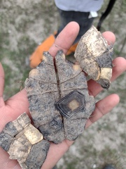 Gopherus berlandieri