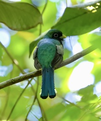 Trogon rufus