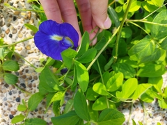 Clitoria ternatea