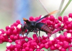 Rhynchium haemorrhoidale