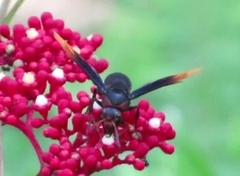 Rhynchium haemorrhoidale